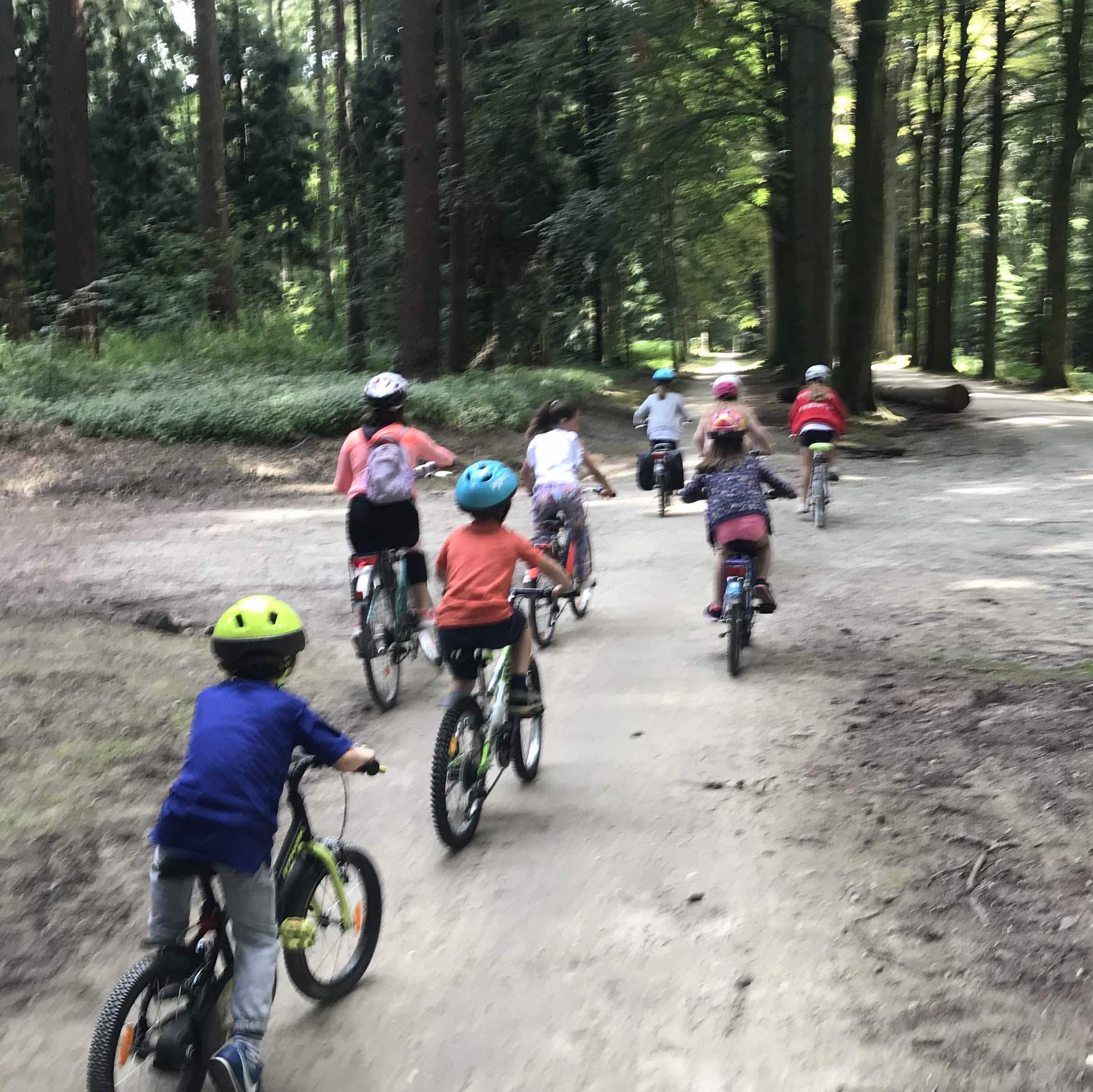 bikes in forest